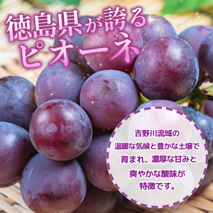 【7月上旬から8月中旬まで発送】ピオーネ 2房 1kg ぶどう 国産