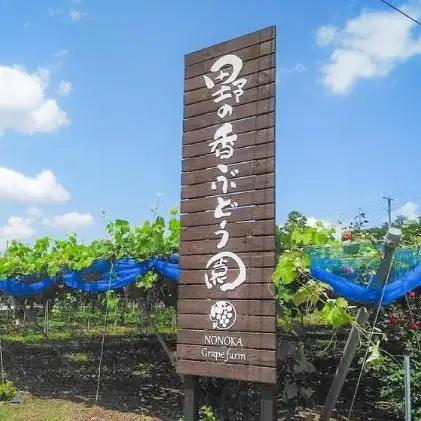 【2026年先行予約】 訳あり 種あり巨峰 & シャインマスカット 約1.8kg  (4~6房) 株式会社野の香 |  種あり巨峰
