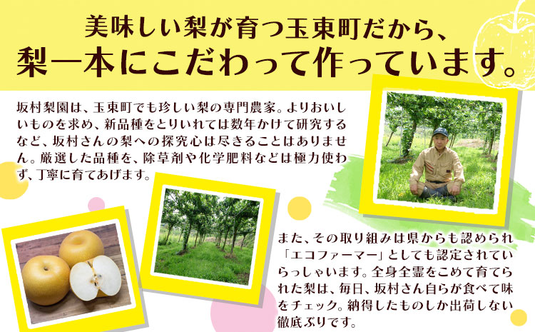 梨 なし 甘太梨 約5kg(5～18玉前後) 坂村梨園 《8月中旬-11月上旬頃出荷》熊本県 玉東町 秋 旬 梨 フルーツ 果物 期間限定---gkt_skmr_3_5kg---