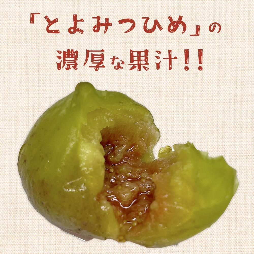 ※受付停止※福岡県産「博多とよみつひめ」冷凍いちじく！合計3kg