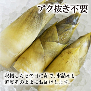 【先行予約】京都山城産たけのこ 皮付き湯がき済み 約1kg(2～3本)  2026年4月発送 たけのこ
