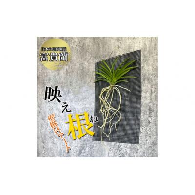 ふるさと納税 山口市 【日本の蘭】富貴蘭　『映え根』 D386