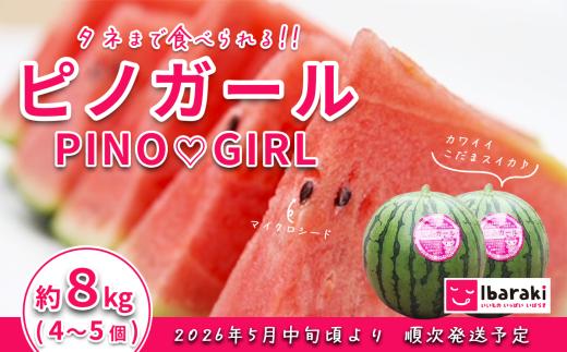 【 先行予約 】茨城県産 ピノガール 約8kg （ 4 ～ 5個 ） 【 2026年5月中旬～6月中旬ごろ発送予定 】 【 スイカ 西瓜 果物 くだもの フルーツ 国産 季節限定 人気 贈り物 お取り寄せ プレゼント 厳選 デザート 】