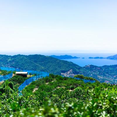 ふるさと納税 八幡浜市 【凛とした酸味、極まる。】グリーンレモン　4kg【C64-89】 |  | 03
