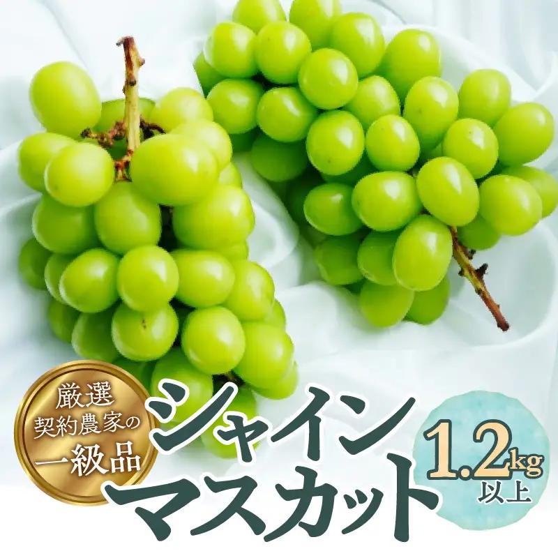 厳選契約農家の一級品 シャインマスカット1.2kg以上 2～3房【2026年発送】（SFL）B12-430 シャインマスカット フルーツ