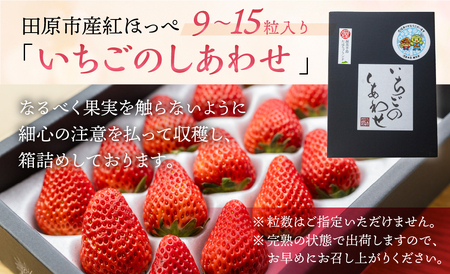 【愛知県・田原産】ブランドいちご「いちごのしあわせ」約9粒～15粒 1月中お届け ／ 苺 イチゴ フルーツ 果物 農薬節減 愛知県 特産品 産地直送 田原市 渥美半島