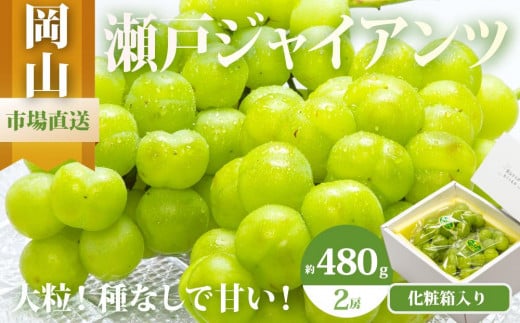 ぶどう 2026年  瀬戸 ジャイアンツ 2房（1房480g以上）約1kg 化粧箱入り ブドウ 葡萄  岡山県産 国産 フルーツ 果物 ギフト