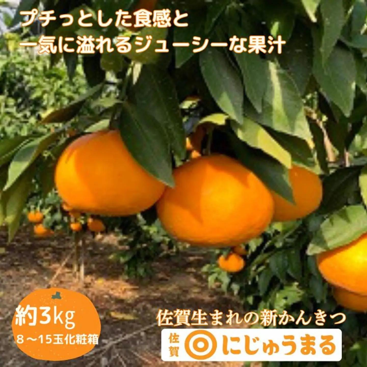 佐賀みかん にじゅうまる：B340-002