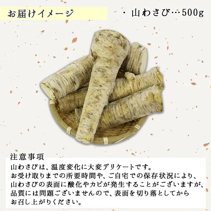 天然 山わさび 500g前後 産地直送 薬味 肉 BBQ バーベキュー 焼き肉 山わさび わさび 天然 山葵 北海道 3166