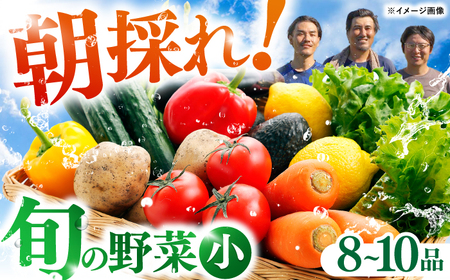 【最速発送】【栽培期間中農薬・化学肥料不使用】土佐の太陽をいっぱいに浴びた旬の野菜セット「小」【土佐野菜】 [ATBA001]　スピード 最短 最速 発送 春 春野菜 旬野菜 野菜詰め合わせ
