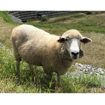 ふるさと納税 宮城県 宮城県産羊　焼肉用　400g(約400g×1P/2〜3人前) |  | 02