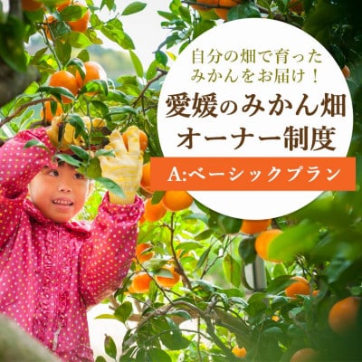 自分の畑が持てる!みかんオーナー制度:Aベーシックプラン ミヤモトオレンジガーデン【H25−111】【1411125】