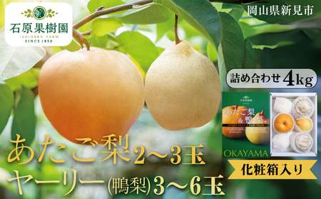 詰め合わせ 4kg 贈答 化粧箱 赤秀 あたご梨2～3玉・鴨梨3～7玉 【先行予約 2026年11月中旬から順次発送】