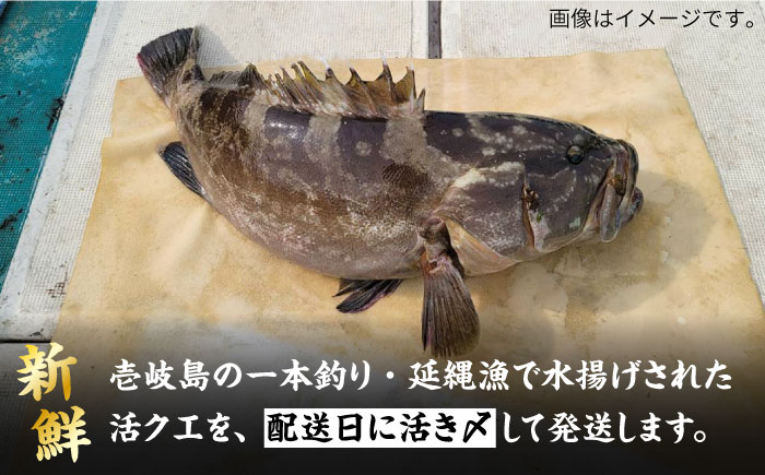【9月〜翌年1月限定】 天然クエ 丸もの 12〜15kg（ 鍋・刺身：約25〜30人前） 《壱岐市》【丸和水産】[JCJ012] クエ くえ 冷蔵 直送 海鮮 鮮魚 刺身 刺し身 お刺身 クエ鍋 くえ