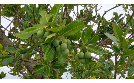 Natural Essence TAMANU タマヌオイルインミルク 乳液 50ml エイジングケア スキンケア 保湿 化粧品 美容液 沖縄市 / 株式会社すまエコ[BCBJ007]
