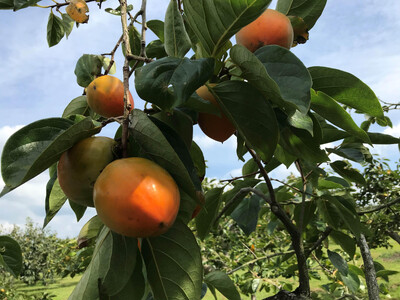 ＜先行受付＞蜂屋柿　約6kg 【2025年10月下旬以降順次発送】【柿　かき　カキ　蜂屋柿　蜂屋かき　蜂屋カキ　柿先行予約　かき先行予約　カキ先行予約　かき　柿　カキ】