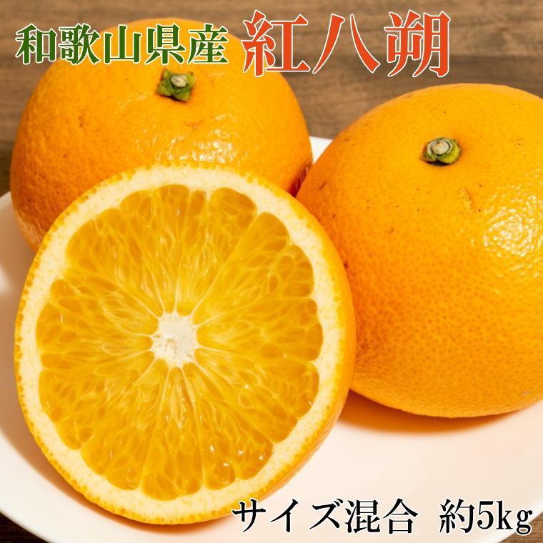 【ふるさと納税】［希少品］和歌山県産紅八朔約5kg（サイズ混合）★2026年1月下旬頃より順次発送［先行予約］［TM88］ | 柑橘 フルーツ 果物 くだもの 食品 人気 おすすめ 送料無料