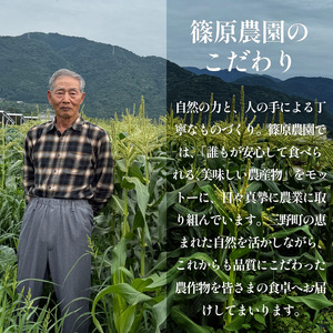 とうもろこし 約4kg スイートコーン とうもろこし とうもろこし とうもろこし
