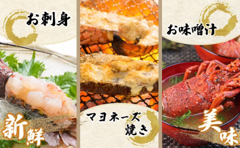 KU346 【先行予約】<生冷凍・数量限定>宮崎県串間産 天然伊勢エビ(計約1kg前後・2~4匹) 【豊漁丸】