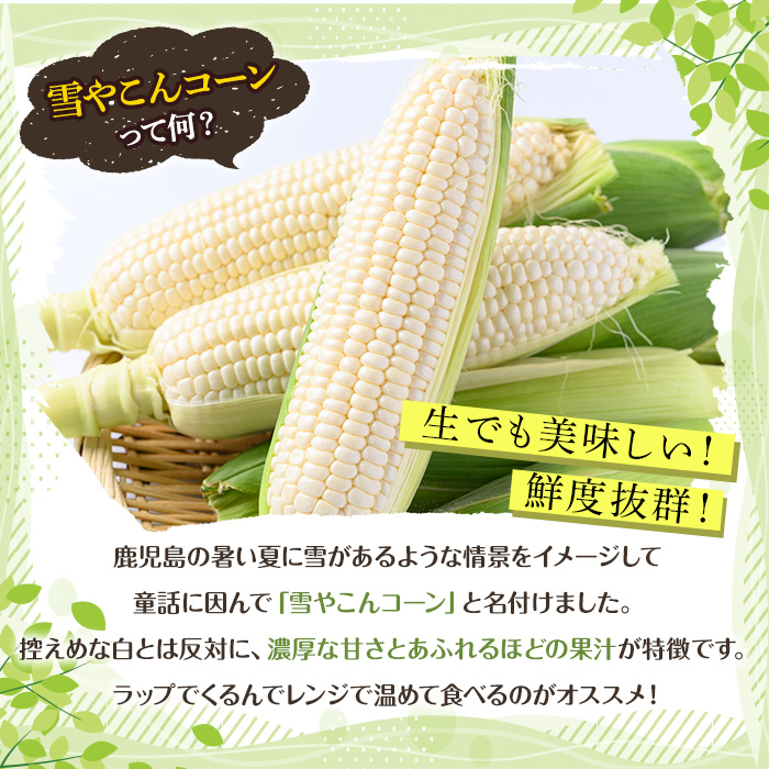 ＜2025年6月中旬以降順次発送予定＞訳あり！白いとうもろこし「あられやこんコーン」(21本) 国産 トウモロコシ 玉蜀黍 ホワイト コーン 野菜 糖度 夏 イネ科 数量限定 期間限定 訳アリ 旬 【