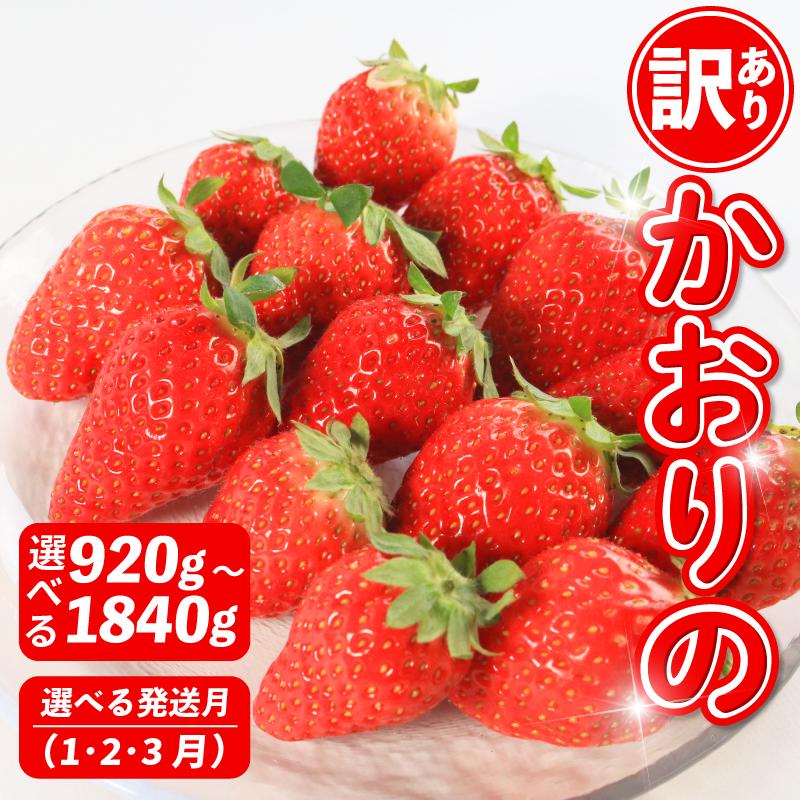 
            【先行予約】 訳あり いちご かおりの 選べる容量 計920～1840g  苺 ストロベリー 果物 フルーツ ケーキ ゼリー ジュース アイス シャーベット チョコ フルーツサンド いちご大福 大福 洋菓子 和菓子 スイーツ デザート ジャム 不揃い 規格外 家庭用 甘い 人気 おすすめ お取り寄せ グルメ 徳島県 阿波市 Berry Mate Farm
          