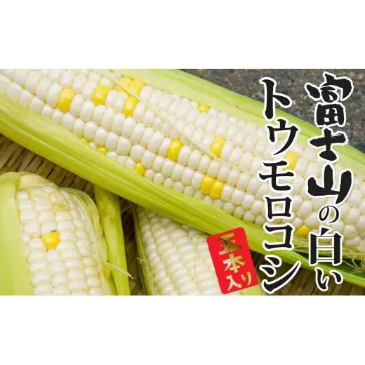 【2026年収穫分先行予約】富士山の白いトウモロコシ　5本