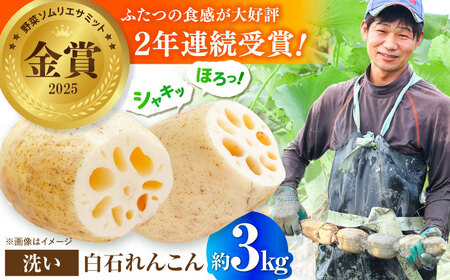 野菜ソムリエサミット金賞 れんこん約3kg / れんこん 2026年8月～発送  [IDC003]