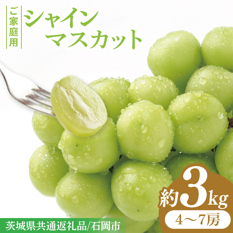 【先行予約】【数量限定】【2025年９月上旬～10月中旬発送】シャインマスカット家庭用約３kg（4～7房）【茨城県共通返礼品/石岡市】（MF-10）