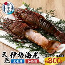 【ふるさと納税】 伊勢海老 えび 冷凍 魚 焼津 いせえび 三昧セット 約0.8kg （2～4匹） 殻付き 刺身用＋焼物用 生食 加熱 a40-075