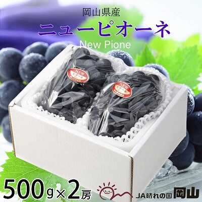 【2025年6月発送】岡山県産　ニューピオーネ　500g×2房【配送不可地域：離島・北海道・沖縄】【1315164】