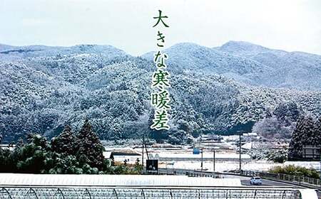 【定期便12回】三瀬村産「コシヒカリ」5kg×2袋 お米 白米 精米 ：C389-004