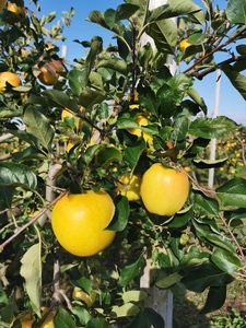 りんごジュース　1L×2本 トキ100%ストレート【青森GOLD】五所川原市