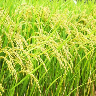 ふるさと納税 瀬戸内市 令和7年産 早炊 玄米  きぬむすめ 2kg×3袋 岡山県産 産地直送 [No.5735-1857] |  | 03