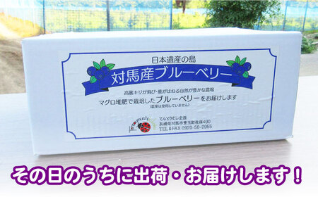 対馬産朝採れブルーベリー (青果) 600g 《対馬市》【さほの里ファーム】島 フルーツ 果物 生食 新鮮 朝食[WBG006] コダワリブルーベリー こだわりブルーベリー おすすめブルーベリー おス