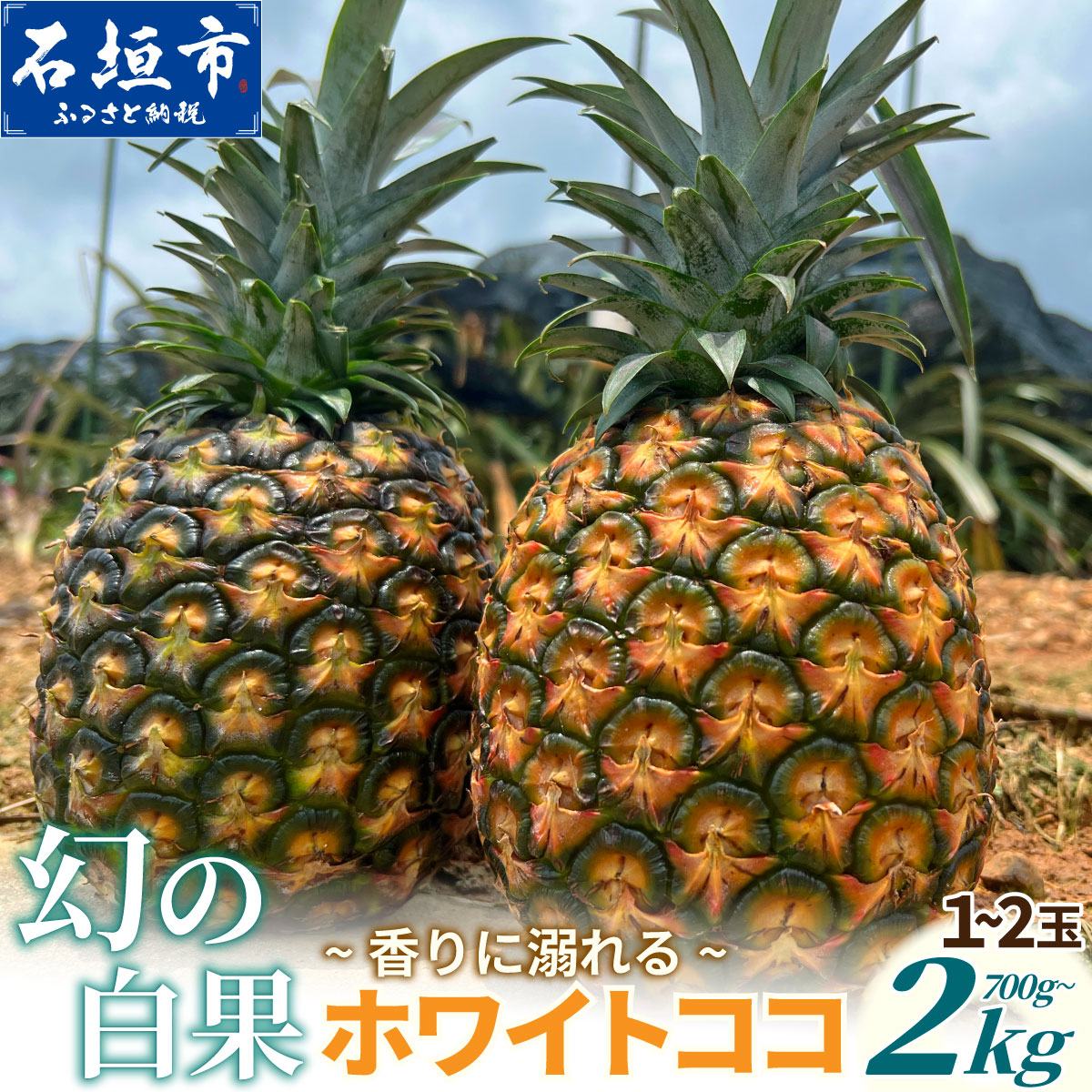 【ふるさと納税】《2027年5月下旬以降順次発送》香りに溺れる。幻の白果 ホワイトココ 1〜2玉 (約700g〜2kg) [マツコの知らない世界で絶賛] | 沖縄 石垣島 石垣 八重山 パイン パイナップル 期間限定 数量限定 TV テレビ 紹介 マツココ TF-002 TF-112