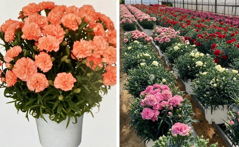 【2025母の日 先行予約】7寸カーネーション　オレンジ 母の日 ギフト 花 フラワー  植物 お花 贈り物 珍しいカーネーション 底面給水 母の日のプレゼント 