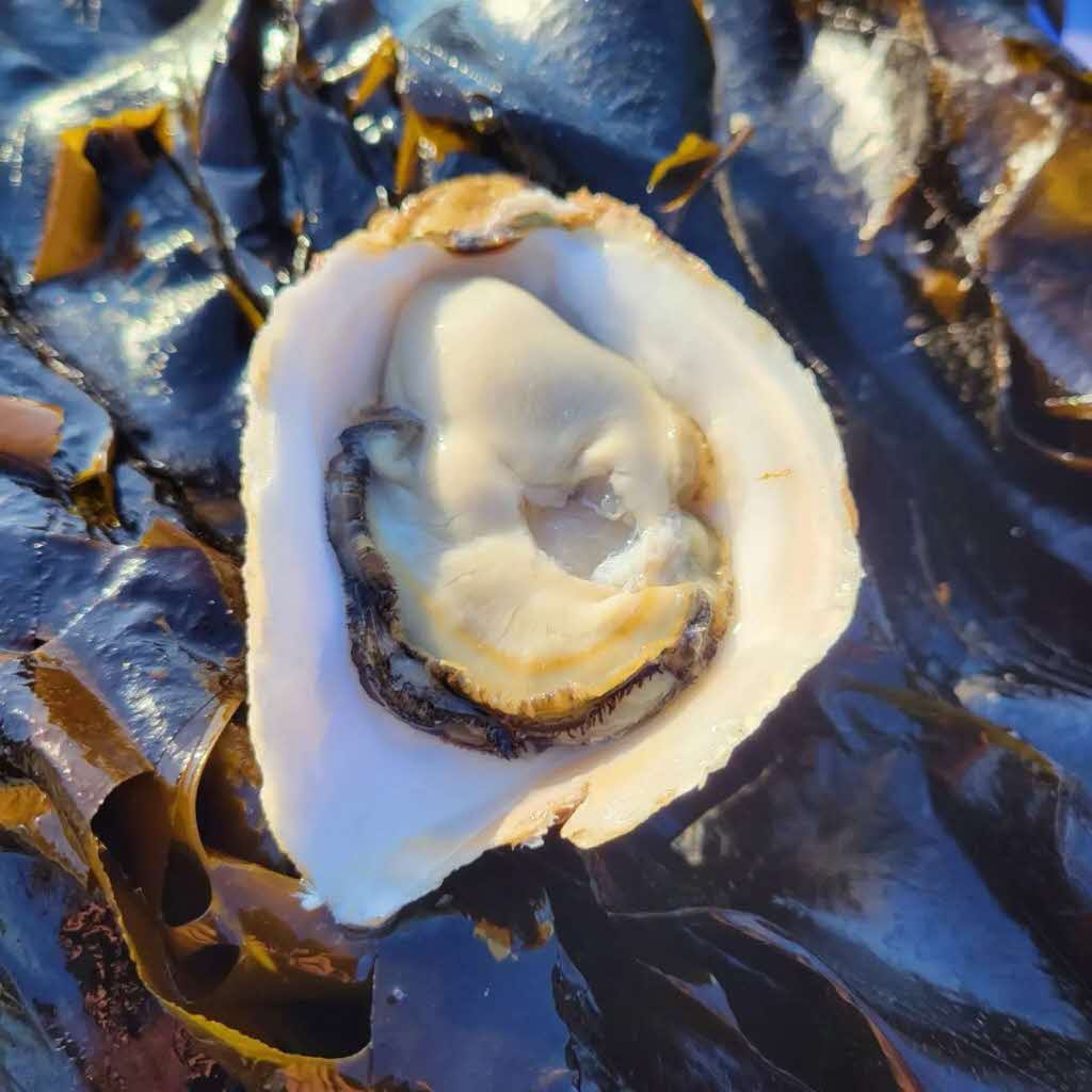 【先行予約 2025年7月20日より発送】奥尻島産養殖岩ガキ【Mサイズ】殻付き　10個入り（加熱食用）～豊かな海が育てた海の宝石～ OKUY001