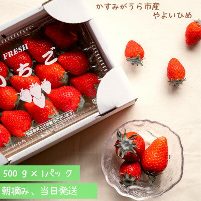 【ふるさと納税】やよいひめ　朝摘み・当日発送　500g×1パック【配送不可地域：離島・沖縄県】【1713923】
