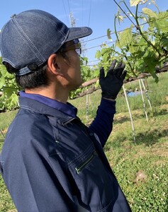 種なしぶどう クイーンルージュ®(長野県オリジナル品種) 約1kg (2 ~ 3房) ｜ ぶどう