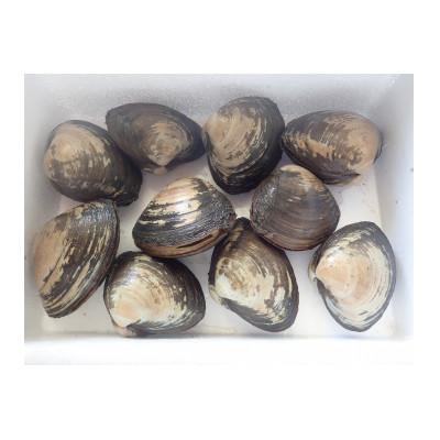 ふるさと納税 北斗市 北斗市産　殻付きほっきの詰合わせ |  | 03