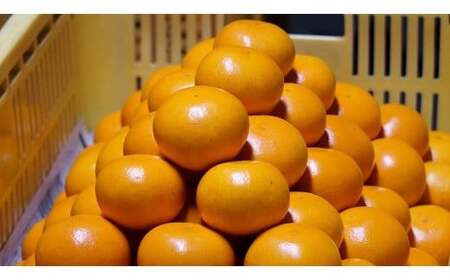 N-85 おひさまおれんじ５ｋｇ 希少 みかん ミカン 蜜柑 フルーツ くだもの 果物 ミネラル豊富 太良町 国産 人気 おすすめ ギフト贈り物 ギフト 濃厚 ジューシー 甘い