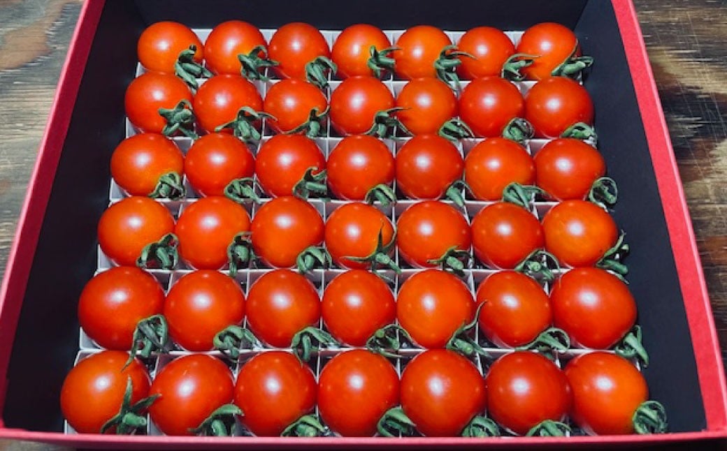 音楽を聴いて育った 「ミニトマト2段 黒 ／ 赤 BOX」