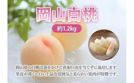 HN17　【7月発送】岡山白桃1.2kg（4～6玉）