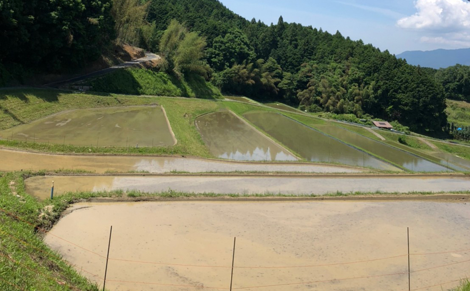 定期便【白米】＜特別栽培米＞桜井市高家産 ヒノヒカリ 10kg