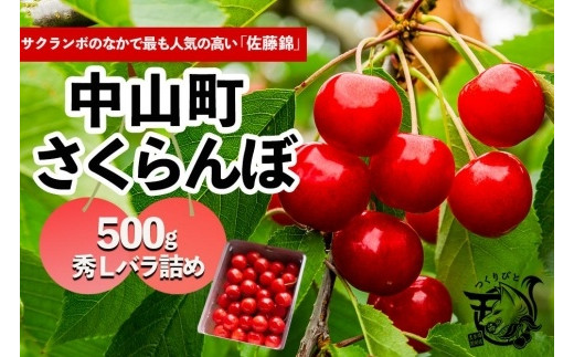 【2026年発送】さくらんぼ　佐藤錦　秀　L　500ｇバラ詰め