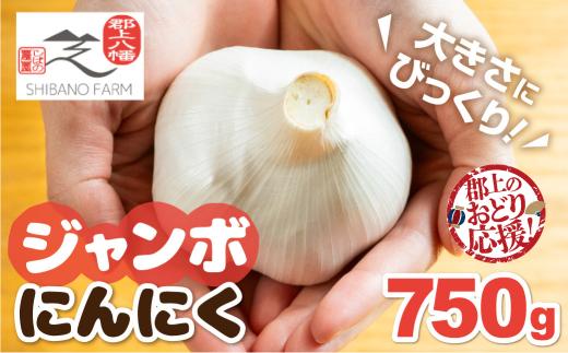 ＼8/31まで！特別応援寄附額／【先行予約】2026年7月中旬～順次発送 令和8年産 ジャンボにんにく【郡上おどり応援】750g 食品  野菜 きのこ  にんにく 国産にんにく 10000円 G0563a_odg odori-g