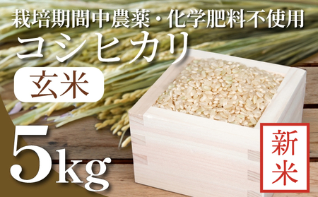 【2024年9月より順次発送】令和6年産 新米 玄米 コシヒカリ 5kg 栽培期間中無農薬 ふるさと納税 新生活 四国 徳島 小松島 新生活 おいしい お米 米 こめ おこめ 国産 ごはん ご飯 ゴハン (ふるさと ランキング 人気 安全 安心 ビタミン ミネラル 栄養 おすすめ おいしい 送料無料 国産 TKG 卵かけご飯 おにぎり いのち育む田んぼ米 生物多様性 【北海道・東北・沖縄・離島への発送不可】 ( ｺｼﾋｶﾘ 新米 ｺｼﾋｶﾘ 新米 ｺｼﾋｶﾘ 新米 ｺｼﾋｶﾘ 新米 ｺｼﾋｶﾘ 新米 ｺｼﾋ