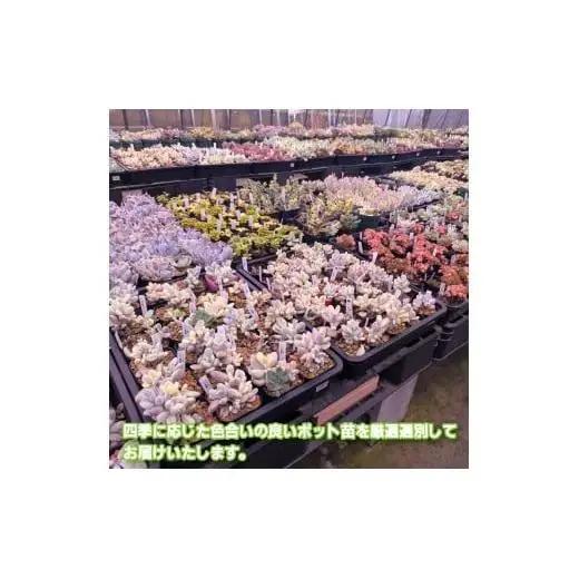 多肉植物ポット苗 ８個セット [1226]