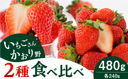 【先行予約】赤いちご 食べ比べ！かおり野＆いちごさん 各240g 詰め合わせ（計480g） / いちご [IBJ006]