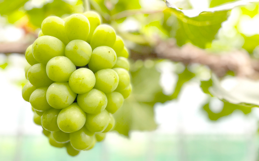 ◆先行受付◆　秋のシャインマスカット「晴王」1房　2026年発送【配送不可地域：離島・北海道・沖縄県】